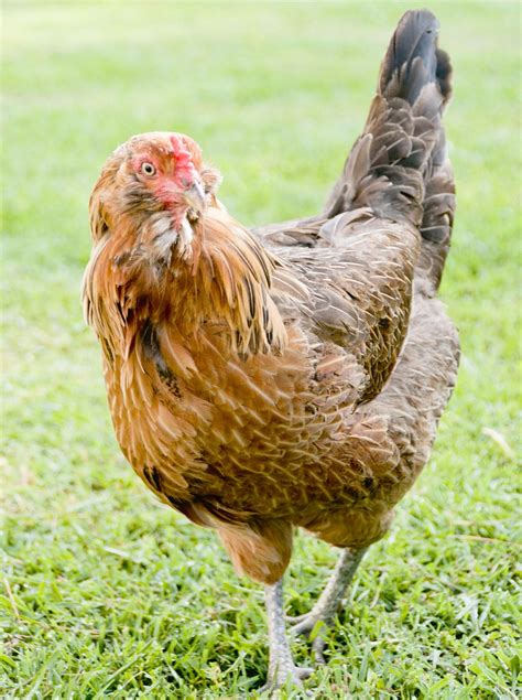 ameraucana chickens